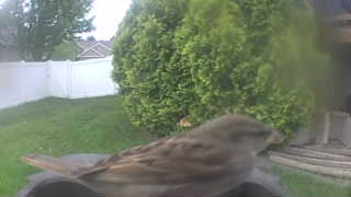 house sparrow