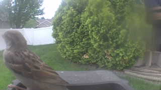 house sparrow