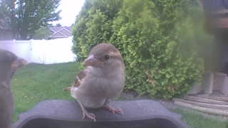 house sparrow