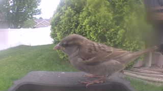 house sparrow
