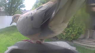 mourning dove