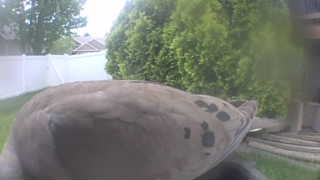 mourning dove