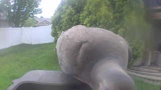 mourning dove