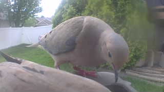 mourning dove