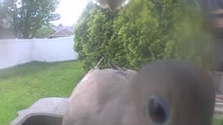mourning dove