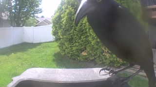 american crow