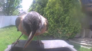 american robin