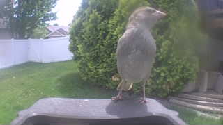 house sparrow