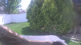 house sparrow