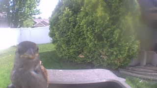 house sparrow