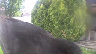 Unidentified clip