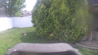 house sparrow