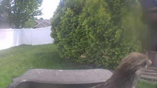 house finch