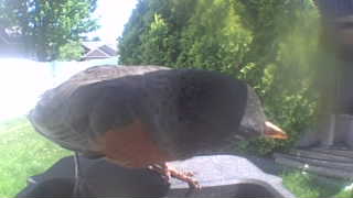 american robin