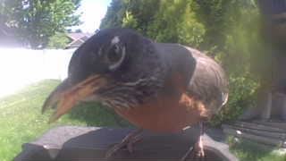 american robin
