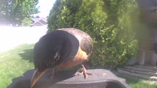 american robin
