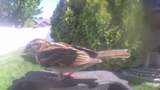 house sparrow