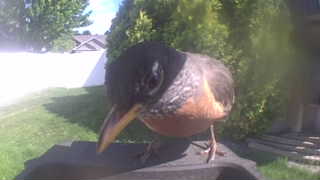 american robin