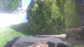house sparrow