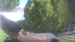 hermit thrush