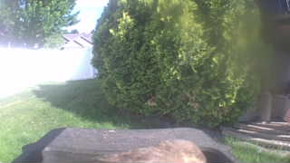 house sparrow