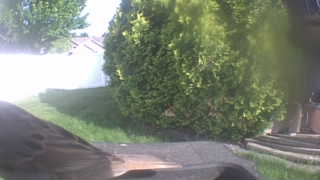 house sparrow