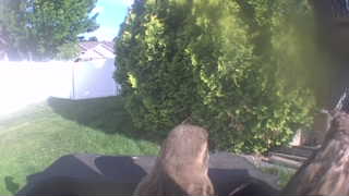brown-headed cowbird
