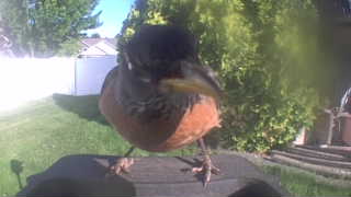 american robin